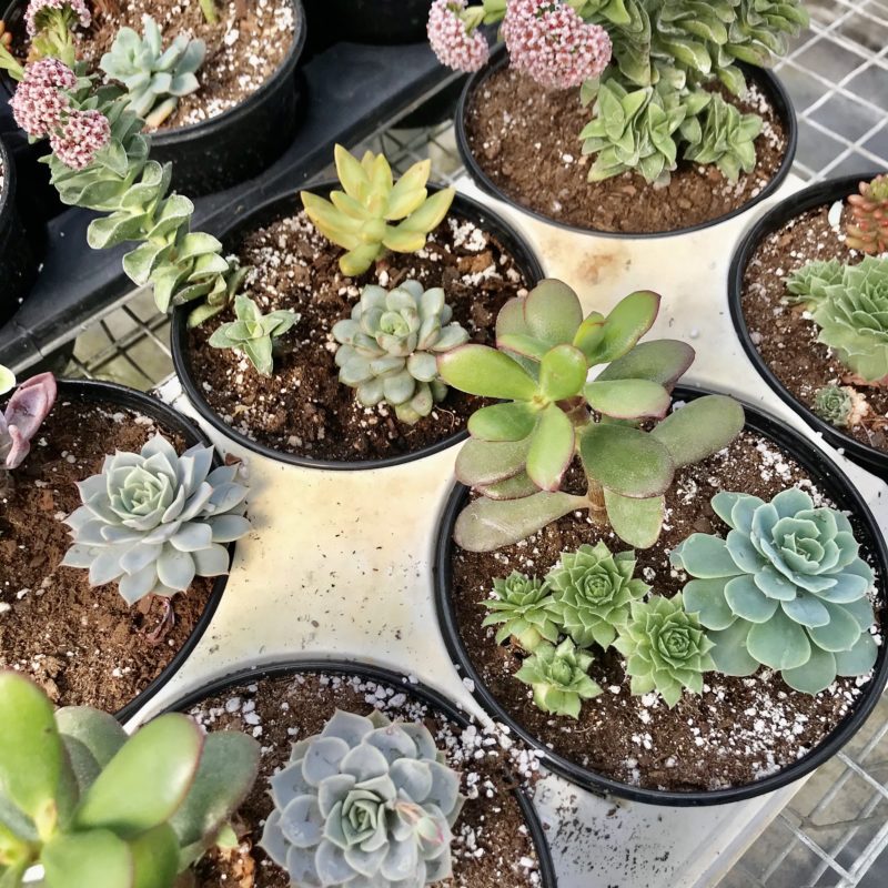 Succulent & House Plant Gallery – WRF Nursery & Garden Center